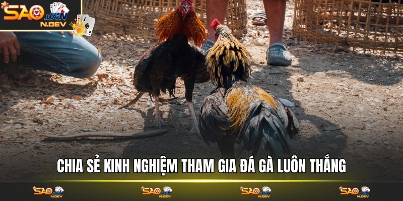 đá gà Saowin