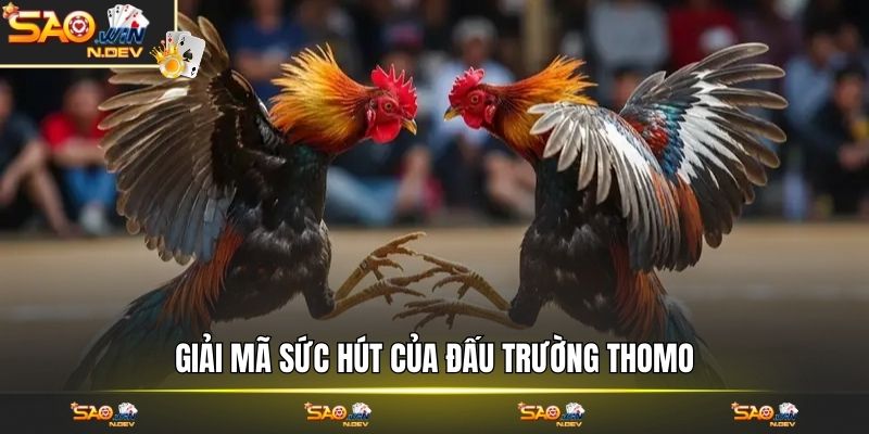 Đá gà Thomo